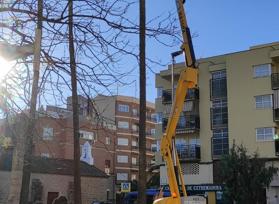 Poda, tratamiento contra el picudo rojo, procesionaria y otras plagas, entre las principales actuaciones que se están ejecutando desde la concejalía de Medio Ambiente.