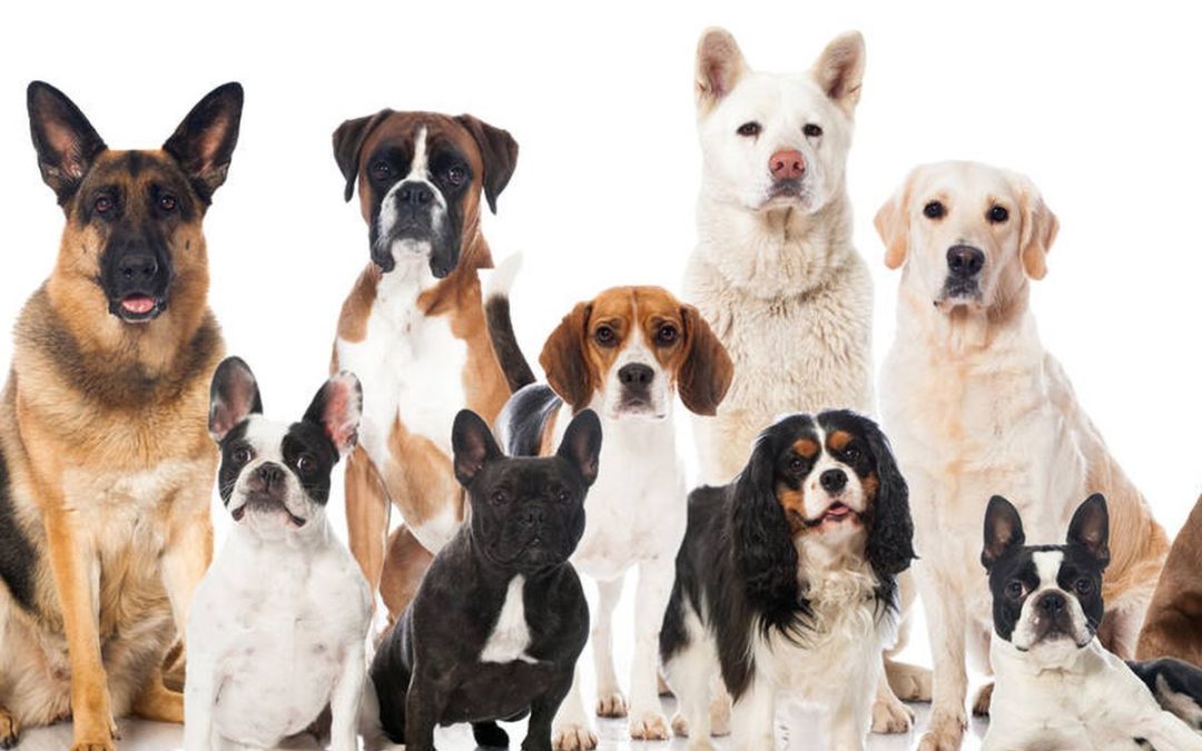 CUIDADOR CANINO CON DISCAPACIDAD IGUAL O SUPERIOR AL 33%