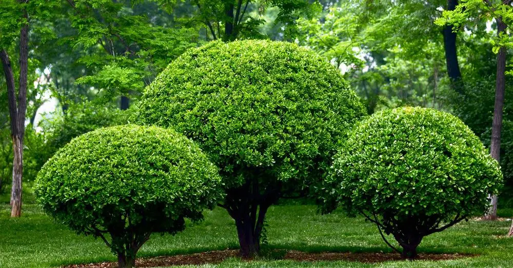 Jardinero/a con discapacidad (Navalmoral de la Mata)